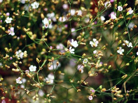 Gypsophila, sadnja i njega na otvorenom tlu