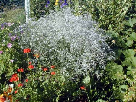 Gypsophila, sadnja i njega na otvorenom terenu, fotografija
