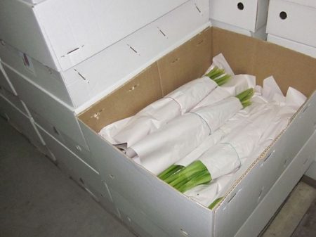 How to save tulips