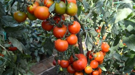 What tomatoes are best planted in the open air in the Moscow region