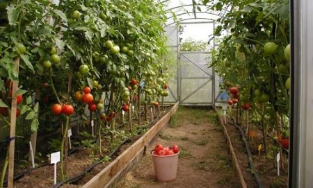 What tomatoes to plant in a polycarbonate greenhouse