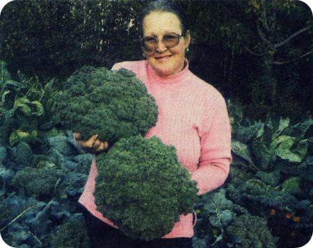 Broccoli, varieties and hybrids
