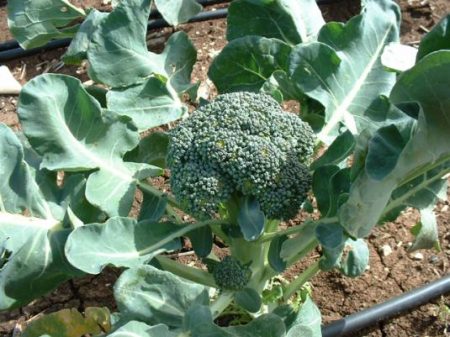 Broccoli cabbage, varieties and hybrids, reviews