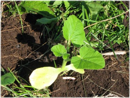 When to plant zucchini for seedlings in 2016 in the suburbs