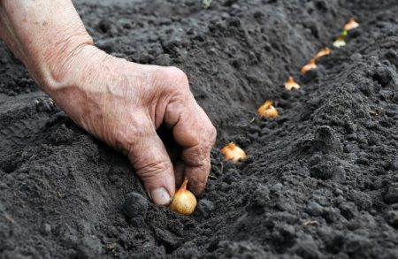 When to plant onion seeds in open ground 2017