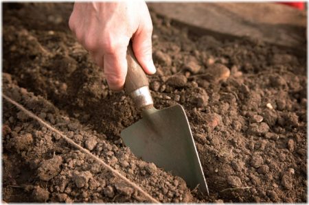 When to plant onion seeds in open ground in 2017
