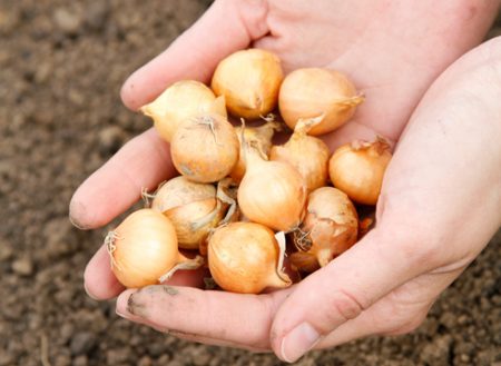 When to plant onion sets on a newspaper