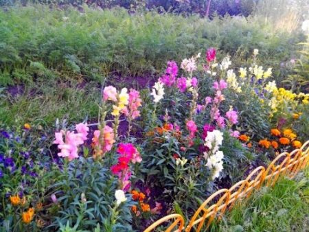 Snapdragon growing from seed