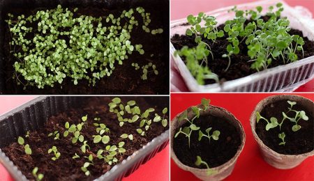 Snapdragon growing from seed when planted