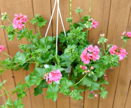 Pelargonium or ampelous geranium