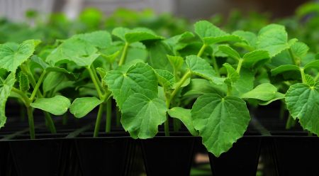 Planting cucumbers for seedlings in 2016