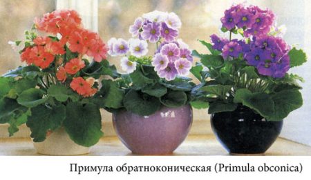 Primrose room, home care