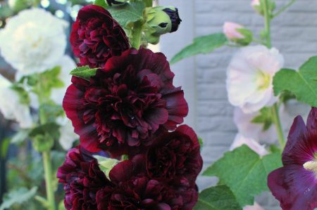Stem rose growing from seeds when planted