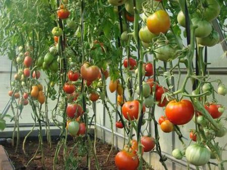 growing tomatoes in a greenhouse