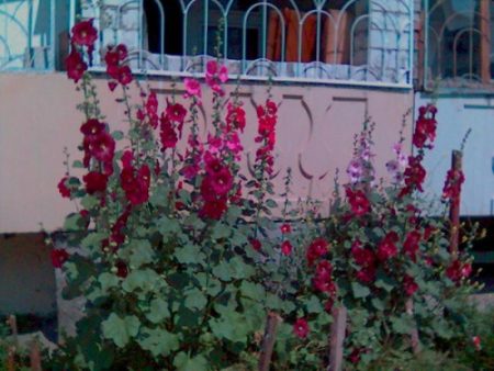 rose stem cultivation
