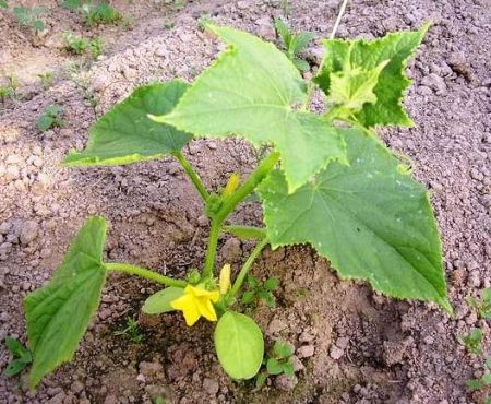 planting cucumbers in open ground
