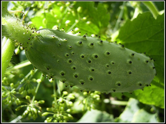 pickling