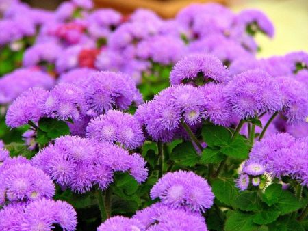 Ageratum: growing from seeds at home