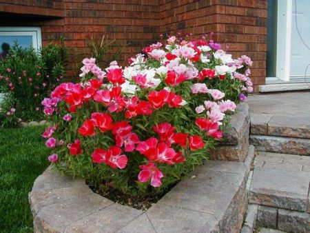 Godetia: seed cultivation