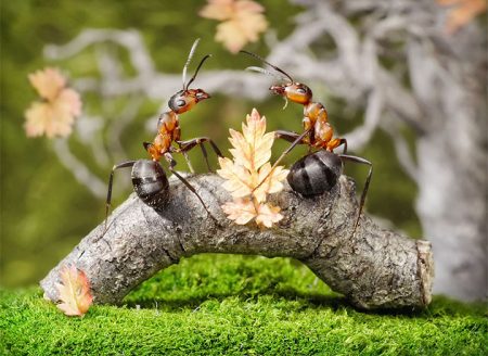 How to deal with ants in the garden
