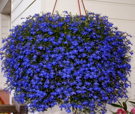 Lobelia: seed cultivation