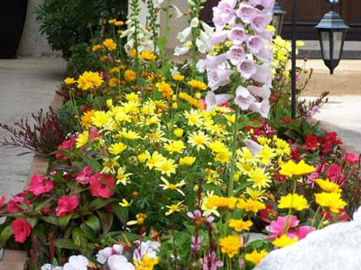 Flowers for flower beds, blooming all summer: photo and name