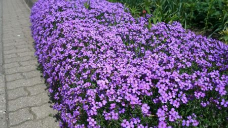 Aubrieta: growing from seeds