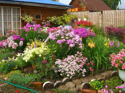 Flowers for flower beds, blooming all summer: photo and name