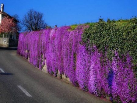 Aubrieta: growing