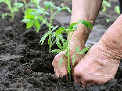 What fertilizers to apply when planting a tomato