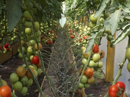 Tomato Blagovest: reviews