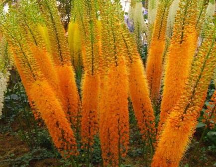 Eremurus landing and care