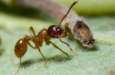 How to get rid of ants in the garden