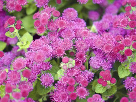 Ageratum: growing