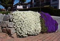 arabis landing and care