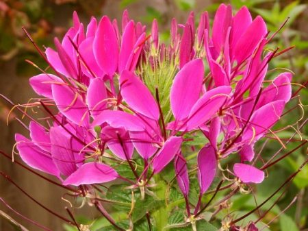 Cleoma: growing from seeds when to plant