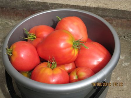 Tomato 