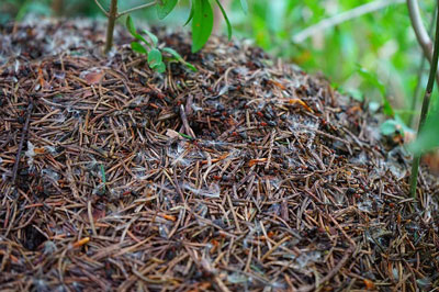 How to get rid of ants in the garden
