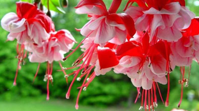 Flowers for flower beds, blooming all summer: photo and name