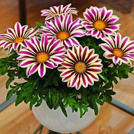 Gatzania: growing from seeds when to plant