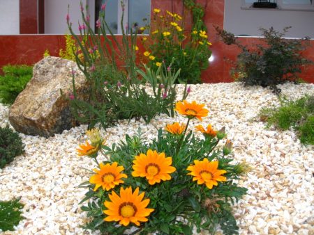 Gatzania: seed cultivation