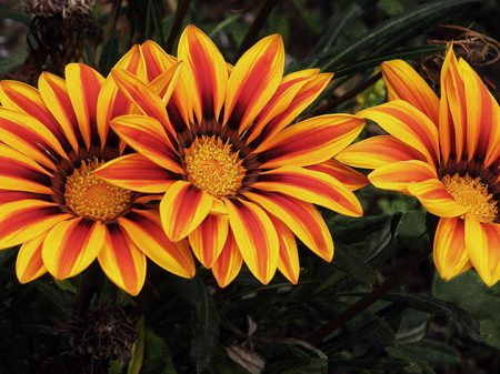 Gatzania: growing from seeds when to plant