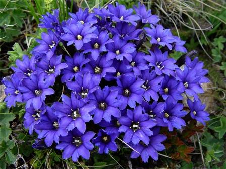 gentian planting and care