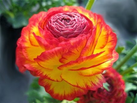 Ranunculus: planting and care
