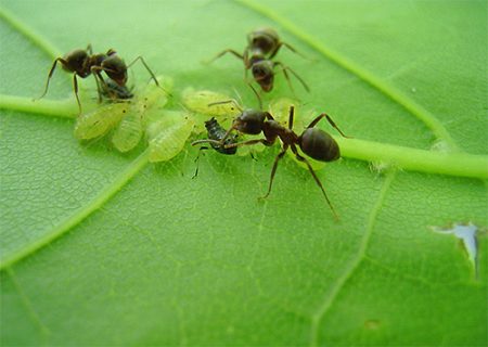 How to deal with ants in the garden