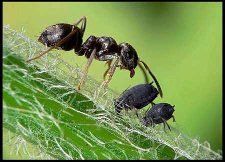 How to deal with ants