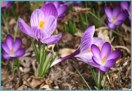 Crocuses: landing