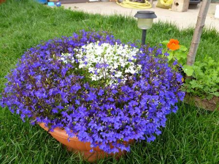 Lobelia: growing