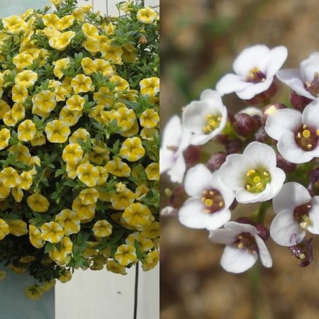 Lobularia: seed cultivation
