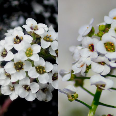 Lobularia: growing